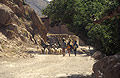 Three boys herding sheep in the village of Takhidain, in the Ait Bougemez valley in the High Atlas mountains in Morocco