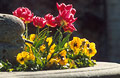 Tulips and pansies in an old stone urn in strong sunshine; backlit