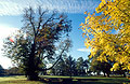 Golden leaves and a fine old tree in bright early autumn sun in the grounds of an English country estate