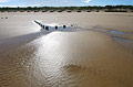 Sunshine reflected in wet rippled sand at low tide on the flat North Norfolk coast of England, with a group of wooden posts