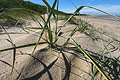 Close-up of straggly grasses and shadows in strong sun on dry sand dunes on the North Norfolk coast of England, with blue sky and the skyline in the background