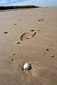 Close-up of a sea shell and a footprint in the sand on a flat deserted beach at low tide on the North Norfolk coast of England, in strong sunshine