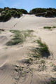 Tufts of grass on a sand dune on the North Norfolk coast of England in strong sunshine, with footprints in the background