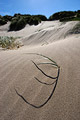 Close-up of a few blades of grass and their shadows, on a sand dune on the North Norfolk coast of England, in strong sunshine