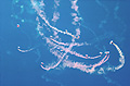 Looking up at the smoke trails of a parachute display team against a pure blue sky