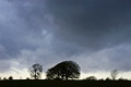 Ominous storm clouds gathering in a big sky over isolated bare trees on the bright skyline Ominous storm clouds gathering in a big sky over isolated bare trees on the bright skyline