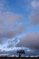 Stormy grey clouds clearing to show a blue sky, with a single bare tree on the skyline Stormy grey clouds clearing to show a blue sky, with a single bare tree on the skyline