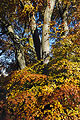 Silver-grey tree trunks rising through lower foliage in autumn sunshine