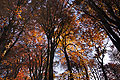 Dramatic view looking up at high treetops in warm autumn sun at the top of slender trunks in an English woodland