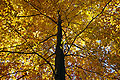 Looking up a tall slender treetrunk to a golden canopy of autumn leaves