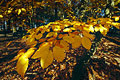 Golden leaves in an English wood just caught by autumn sun
