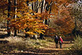 A couple walks through a patch of autumn sunshine across a path in a spacious English wood