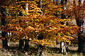 Golden-orange leaves caught by autumn sunshine in an English wood