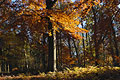 Golden-orange leaves at the top of a slender tree trunk in an English woodland in autumn sunshine