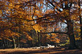 An old tree and a broad canopy of autumn leaves over a clearing in an English woodland