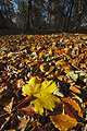 Ground level close-up of sunlit fallen autumn leaves, a maple leaf prominent, with trees of an English wood in the background