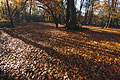 Shadows across sunlit autumn leaves on the ground in a clearing in an English wood, with trees in the background