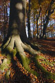 The base and roots of a big old tree trunk in dappled autumn sunshine in an English woodland