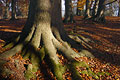 The base and roots of a big old tree trunk in dappled sunshine in an English woodland, with fallen autumn leaves covering the ground