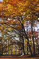 Tall trees support a canopy of golden autumn leaves in an open English woodland