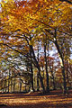 Tall trees support a canopy of golden autumn leaves in an open English woodland