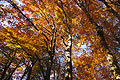 Looking up at golden-orange autumn leaves at the tops of tall trees in an English wood