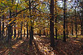 Trees and shadows over a carpet of autumn leaves, looking towards the sun