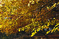 Greeny-gold autumn leaves seen against the light