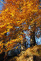 Strong orange sunlit autumn leaves on two trees on a grassy bank, with a blue sky behind