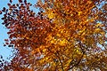 Strong orange sunlit autumn leaves against a blue sky