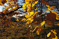 Golden leaves caught by autumn sun